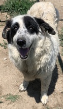 CONCHITA, Hund, Mischlingshund in Griechenland - Bild 10