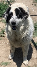 CONCHITA, Hund, Mischlingshund in Griechenland - Bild 4