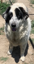 CONCHITA, Hund, Mischlingshund in Griechenland - Bild 5