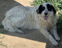 CONCHITA, Hund, Mischlingshund in Griechenland - Bild 9