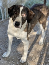 EICCA, Hund, Mischlingshund in Griechenland - Bild 11