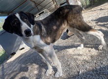 EICCA, Hund, Mischlingshund in Griechenland - Bild 3