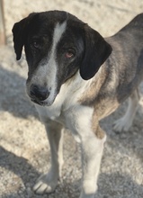 EICCA, Hund, Mischlingshund in Griechenland - Bild 9