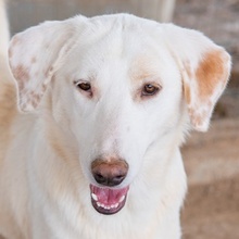 ESPERANZA, Hund, Mischlingshund in Griechenland - Bild 1