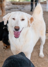 ESPERANZA, Hund, Mischlingshund in Griechenland - Bild 10