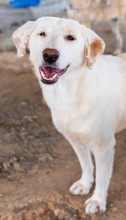 ESPERANZA, Hund, Mischlingshund in Griechenland - Bild 12