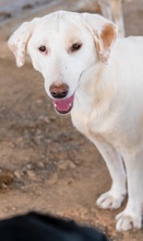 ESPERANZA, Hund, Mischlingshund in Griechenland - Bild 13