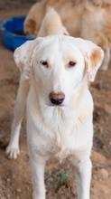 ESPERANZA, Hund, Mischlingshund in Griechenland - Bild 4