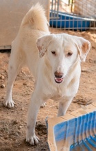 ESPERANZA, Hund, Mischlingshund in Griechenland - Bild 5