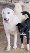 ESPERANZA, Hund, Mischlingshund in Griechenland - Bild 6