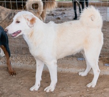 ESPERANZA, Hund, Mischlingshund in Griechenland - Bild 8