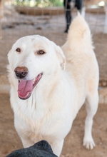ESPERANZA, Hund, Mischlingshund in Griechenland - Bild 9