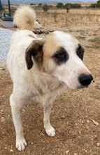 FATSA, Hund, Mischlingshund in Griechenland - Bild 10