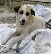 FATSA, Hund, Mischlingshund in Griechenland - Bild 4