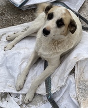 FATSA, Hund, Mischlingshund in Griechenland - Bild 6