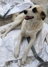 FATSA, Hund, Mischlingshund in Griechenland - Bild 7