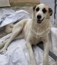 FATSA, Hund, Mischlingshund in Griechenland - Bild 8