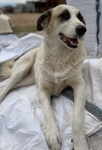 FATSA, Hund, Mischlingshund in Griechenland - Bild 9