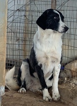 FERRARA, Hund, Mischlingshund in Griechenland - Bild 5