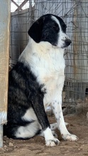 FERRARA, Hund, Mischlingshund in Griechenland - Bild 6