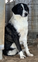 FERRARA, Hund, Mischlingshund in Griechenland - Bild 7