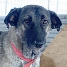 FRESCHTA, Hund, Mischlingshund in Griechenland - Bild 1