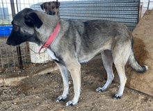 FRESCHTA, Hund, Mischlingshund in Griechenland - Bild 10