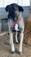 FRESCHTA, Hund, Mischlingshund in Griechenland - Bild 14