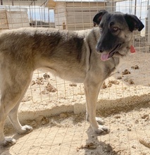 FRESCHTA, Hund, Mischlingshund in Griechenland - Bild 2