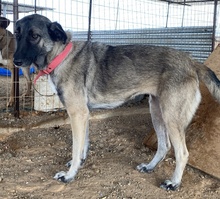 FRESCHTA, Hund, Mischlingshund in Griechenland - Bild 5
