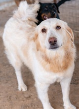 HYRENIA, Hund, Mischlingshund in Griechenland - Bild 10
