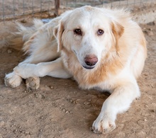 HYRENIA, Hund, Mischlingshund in Griechenland - Bild 11