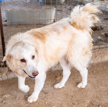 HYRENIA, Hund, Mischlingshund in Griechenland - Bild 2