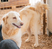 HYRENIA, Hund, Mischlingshund in Griechenland - Bild 5