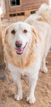 HYRENIA, Hund, Mischlingshund in Griechenland - Bild 6
