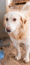 HYRENIA, Hund, Mischlingshund in Griechenland - Bild 7