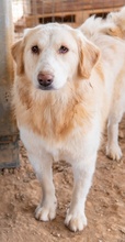 HYRENIA, Hund, Mischlingshund in Griechenland - Bild 9