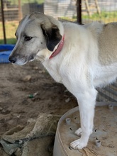 KIMBERLY, Hund, Mischlingshund in Griechenland - Bild 10