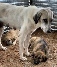 KIMBERLY, Hund, Mischlingshund in Griechenland - Bild 19