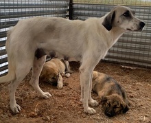 KIMBERLY, Hund, Mischlingshund in Griechenland - Bild 20