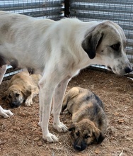 KIMBERLY, Hund, Mischlingshund in Griechenland - Bild 22