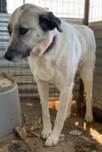 KIMBERLY, Hund, Mischlingshund in Griechenland - Bild 3