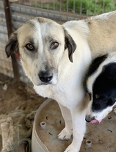 KIMBERLY, Hund, Mischlingshund in Griechenland - Bild 4
