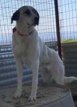 KIMBERLY, Hund, Mischlingshund in Griechenland - Bild 5