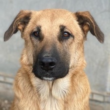 LINN, Hund, Mischlingshund in Griechenland - Bild 1
