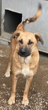 LINN, Hund, Mischlingshund in Griechenland - Bild 10