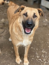 LINN, Hund, Mischlingshund in Griechenland - Bild 13