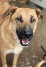 LINN, Hund, Mischlingshund in Griechenland - Bild 14
