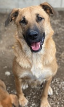 LINN, Hund, Mischlingshund in Griechenland - Bild 15