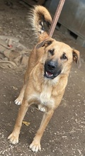 LINN, Hund, Mischlingshund in Griechenland - Bild 3